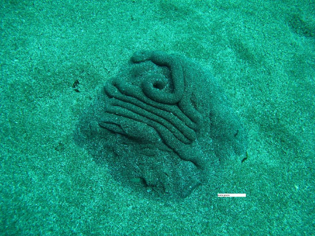 Feci di Arenicola
